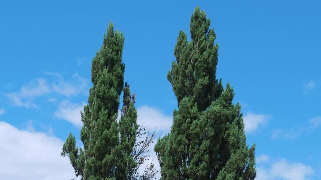 Columnar evergreen trees landscape against blue sky backdrop