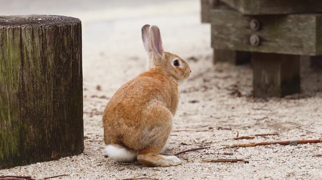 Rabbit Island, Japan, Okunoshima Island landscape in Seto Inland Sea, Takehara, Hiroshima Prefecture, domestic and wild cute rabbits and bunnies pasturing on grass, Setonaikai National Park, Japan