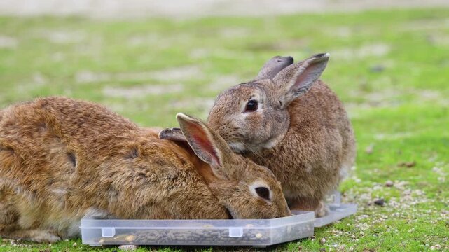 Rabbit Island, Japan, Okunoshima Island landscape in Seto Inland Sea, Takehara, Hiroshima Prefecture, domestic and wild cute rabbits and bunnies pasturing on grass, Setonaikai National Park, Japan