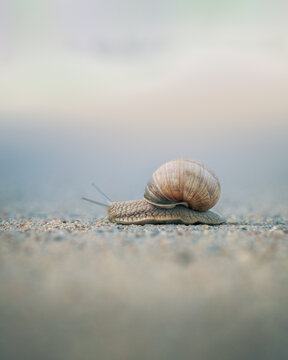 View of a snail crawling slowly across a textured asphalt road surface under soft daylight in Cichy Mlyn, Warmian-Masurian Voivodeship, Poland.