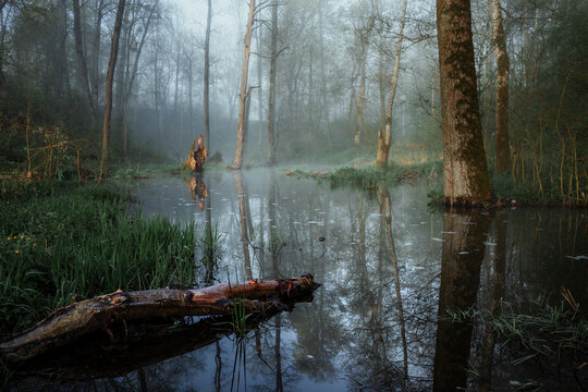 View of a misty swamp in a dense forest with tall trees reflecting in the still water and a fallen log in the foreground Sajzy, Warmian-Masurian Voiv, Poland.