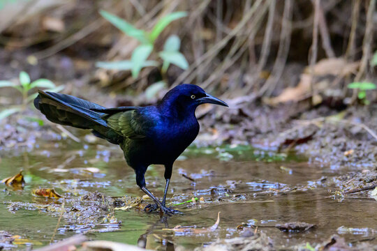 Male Boat-tailed Grackle Showing Iridescent Plumage Foraging on a Muddy Riverbank