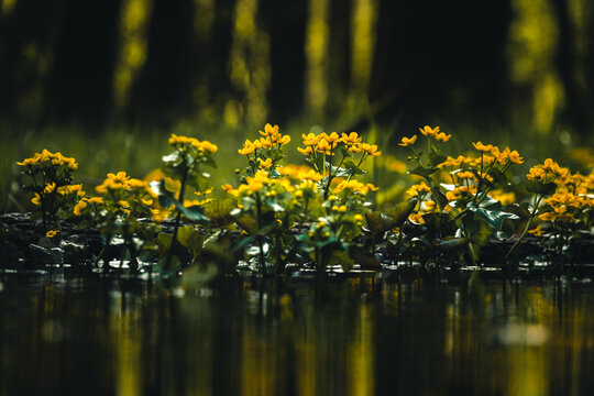 View of yellow marsh marigolds blooming in a swampy forest with reflections on the water surface in Sajzy, Warmian-Masurian Voiv, Poland.