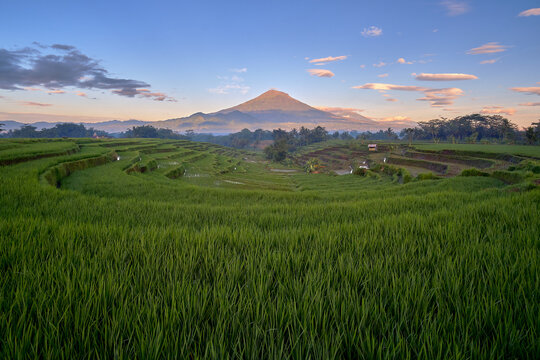 View of lush green rice terraces leading towards a majestic volcanic mountain under a soft blue sky at sunset in Pucang, Secang, Central Java, Indonesia.