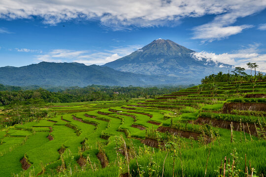 View of lush green terraced rice fields leading towards the majestic Mount Sumbing volcano under a bright blue sky with scattered clouds in Kajoran, Magelang Regency, Central Java, Indonesia.