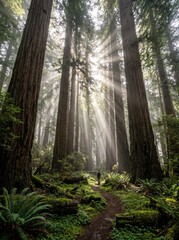 Obraz premium Vertical view of towering redwood trees with dramatic god rays in an ancient forest.