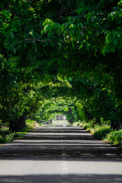 View of a straight asphalt road passing through a lush green tree tunnel with sunlight filtering through the dense canopy Sremska Mitrovica, Vojvodina, Serbia.