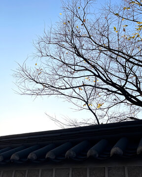 Bare Tree Branches Over Traditional Korean Roof