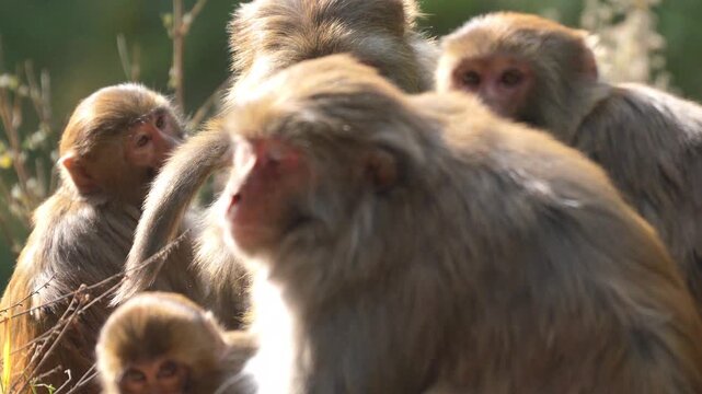 Rhesus macaque monkey sitting in a group and looking away in a natural forest habitat during warm sunset golden hour Slow motion 120fps 4k video footage