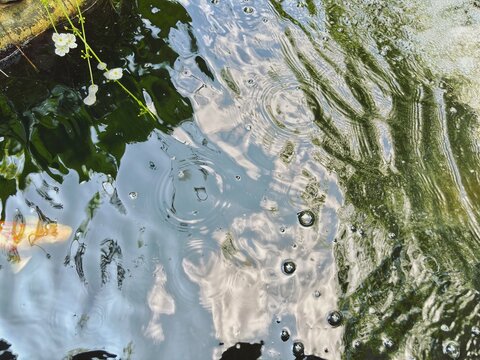 Water ripples and bubbles on a pond surface, depicted in nature