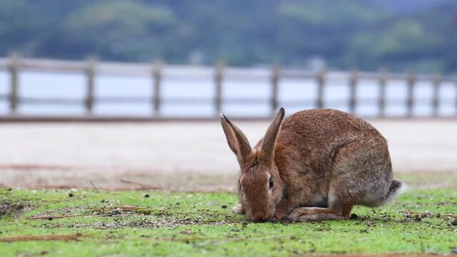 Rabbit Island, Japan, Okunoshima Island landscape in Seto Inland Sea, Takehara, Hiroshima Prefecture, domestic and wild cute rabbits and bunnies pasturing on grass, Setonaikai National Park, Japan