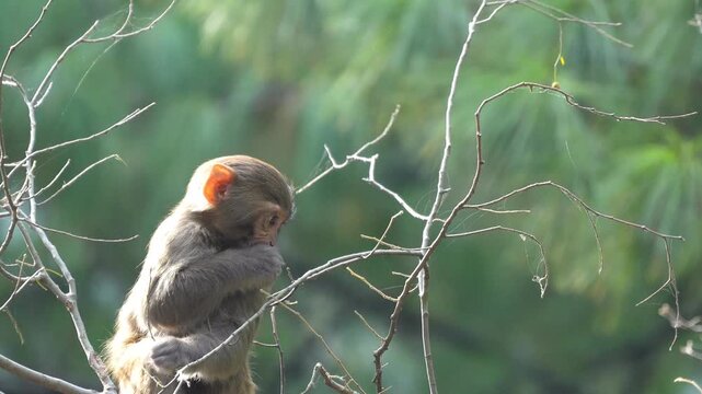 Monkey perched on a tree branch while inspecting a thin twig in a green pine forest under soft natural light Slow motion 120fps 4k video footage