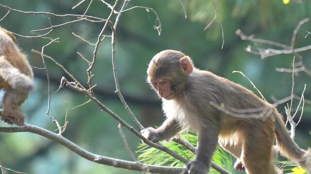 Rhesus macaque monkey perched on a tree branch in a lush green wild forest under soft natural daylight captured in Slow motion 120fps 4k video footage