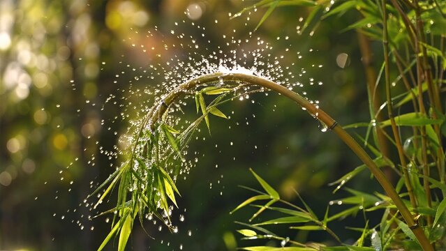 flinging. A flexible bamboo branch recoiling, flinging water droplets into the air. gardening catalogs, home-decor guides, designed for home decor and floral branding, used by procurement managers.