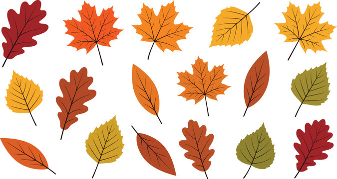 Collection of colorful autumn leaves set isolated on white background perfect for fall seasonal designs and Thanksgiving patterns