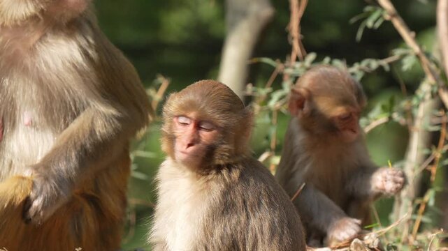 Rhesus macaque monkeys sitting together and observing their surroundings in a lush green forest during a bright sunny day Slow motion 120fps 4k video footage