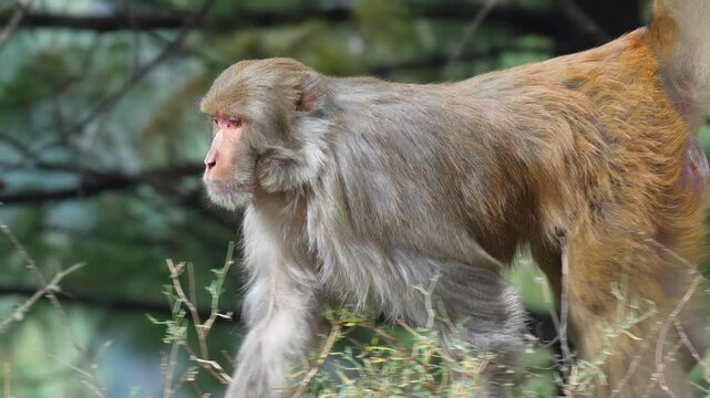 Rhesus macaque monkey walking through green bushes and wild vegetation in its natural forest habitat Slow motion 120fps 4k video footage