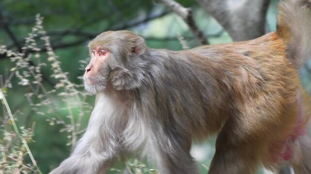 Macaque monkey mother carrying her baby while walking through the lush green forest during a bright day Slow motion 120fps 4k video footage