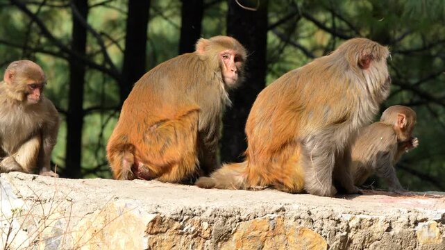 Rhesus macaque monkeys sitting and resting on a concrete wall in a green forest under warm sunlight Slow motion 120fps 4k video footage