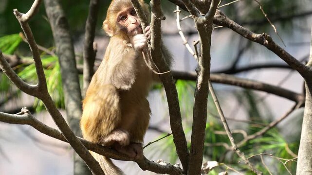 Monkey sitting on a tree branch and biting a small twig in a sunny forest canopy under bright natural daylight Slow motion 120fps 4k video footage