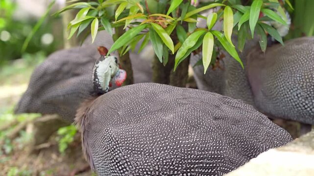back portrait of helmeted guinefowl foraging and other went away, a bird of paradise