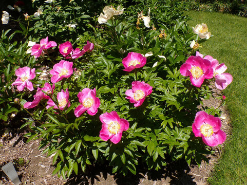 Blooming red peonies on flower bed