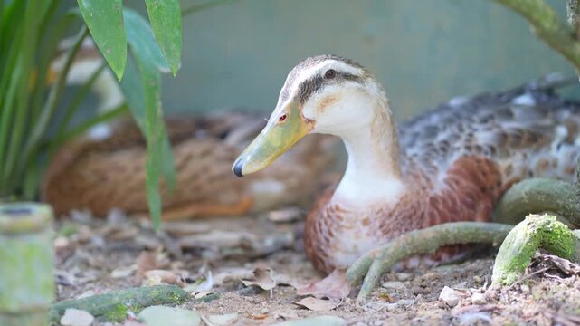 silver appleyard duck loafing on the ground in the afternoon, duck and ducklings, portrait of duck in the grass