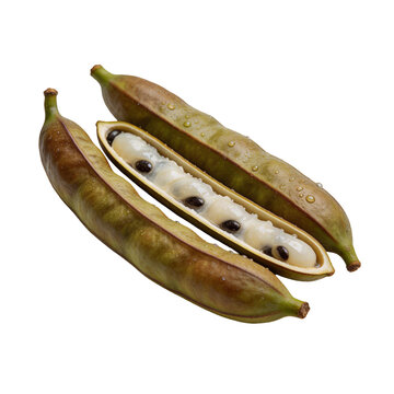 Fresh Ice Cream Bean Pods, Inga Edulis Fruit with White Pulp and Seeds Isolated on White Background