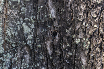 Fototapeta premium Rough Tree Bark Texture Close Up