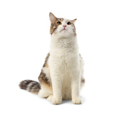 Fototapeta premium Cute cat sitting on white background