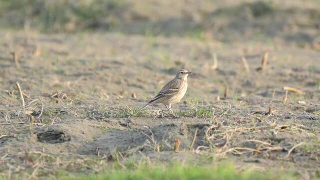 Paddyfield pipit bird standing alert on dry sandy soil in an open field under warm natural daylight Slow motion 120fps 4k video footage