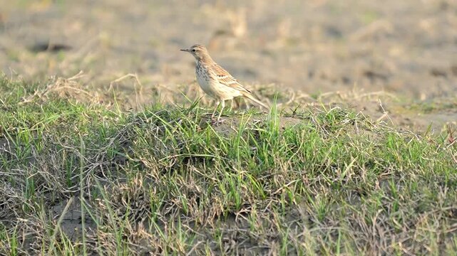 Paddyfield pipit bird standing alert on a green grassy mound in an open agricultural field during a sunny day Slow motion 120fps 4k video footage