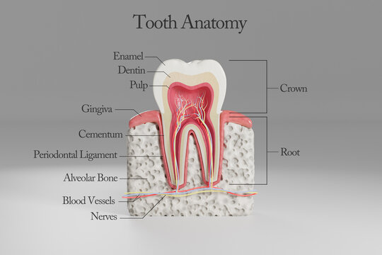 Cross-sectional anatomy of a human molar tooth with labeled structures including enamel, dentin, pulp, gingiva, cementum, periodontal ligament, alveolar bone, blood vessels, nerves, crown and root.