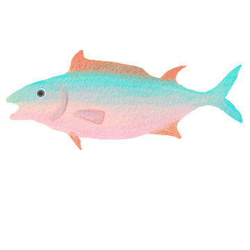 Fish Illustration