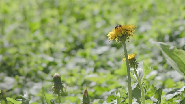 A bee and a pair of hoverflies feeding on dandelion flowers