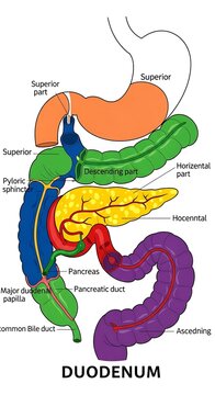Detailed anatomical diagram of the duodenum with labeled sections.