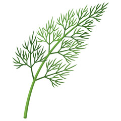 Fototapeta premium Green Dill Herb Branch Vector Illustration