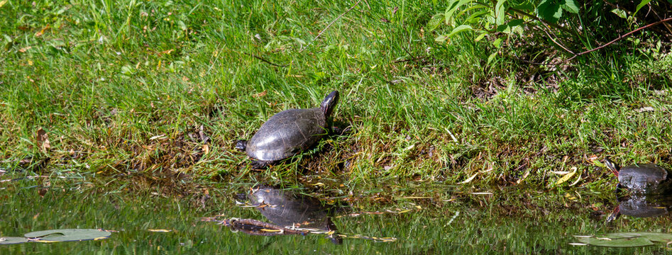 eastern painted turtles basking along the shore of a pond in Ontario