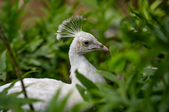 View of a white peacock with its elegant crest amidst lush green foliage at Ardastra Gardens and Wildlife Conservation Centre in Nassau, New Providence, The Bahamas.