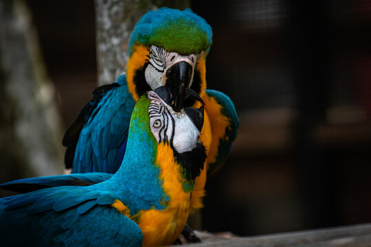 View of two blue-and-yellow macaws interacting with vibrant plumage at Ardastra Gardens and Wildlife Conservation Centre in Nassau, New Providence, The Bahamas.