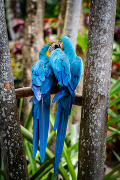 View of Ardastra Gardens and Wildlife Conservation Centre with two blue-and-yellow macaws perched on a branch amidst lush tropical foliage Nassau, New Providence, The Bahamas.