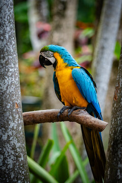 View of a blue-and-yellow macaw perched on a branch amidst lush tropical greenery at Ardastra Gardens and Wildlife Conservation Centre in Nassau, New Providence, The Bahamas.