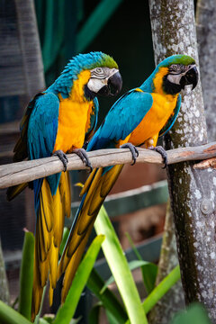 View of two blue-and-yellow macaws perched on a wooden branch at Ardastra Gardens and Wildlife Conservation Centre in Nassau, New Providence, The Bahamas.