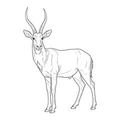 Fototapeta premium Clean line drawing of a graceful standing antelope