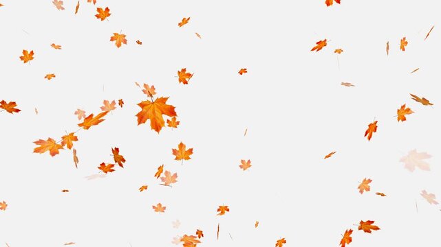 colorful autumn maple leaves falling isolated alpha channel 4k animation, Falling yellow leaves overlay on a black background,
Autumnal maple leaves rotation on white background. 
