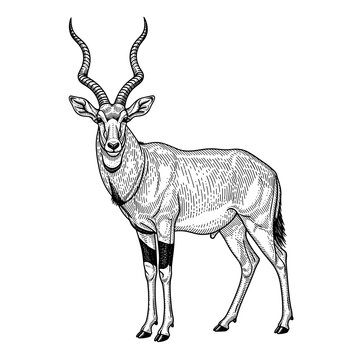 Detailed botanical style illustration of a standing kudu