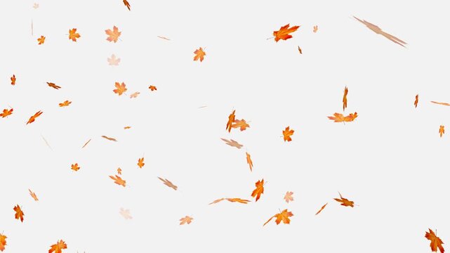 colorful autumn maple leaves falling isolated alpha channel 4k animation, Falling yellow leaves overlay on a black background,
Autumnal maple leaves rotation on white background. 