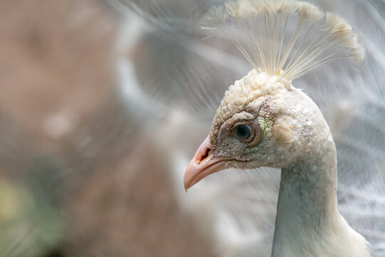 View of a white peacock profile with its elegant crest and detailed feathers at Ardastra Gardens and Wildlife Conservation Centre in Nassau, New Providence, The Bahamas.