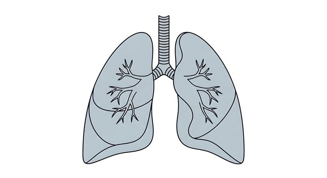 Human lungs with bronchial tree and trachea diagram.