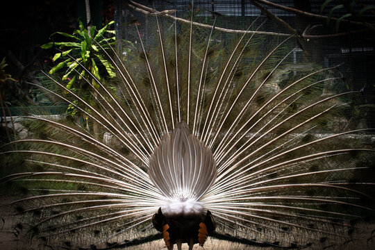 View of a peacock with its tail feathers fully fanned out from behind at Ardastra Gardens and Wildlife Conservation Centre in Nassau, New Providence, The Bahamas.